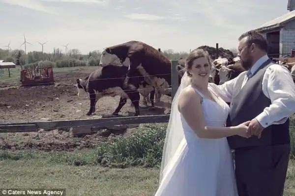 Photos: Couple’s Wedding Photos Ruined By 2 Cows Having Sex